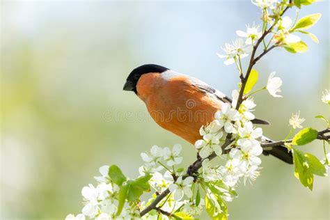 Little Bird Sitting On Branch Of Blossom Tree The Common Bullfinch Or