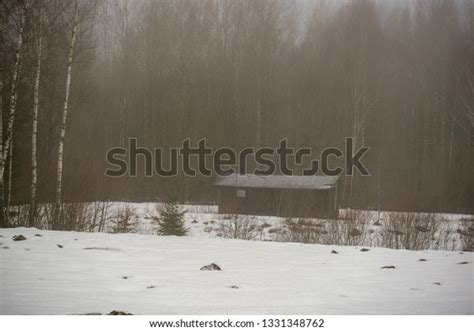 Naked Birch Trees Heavy Mist Countryside Stock Photo Shutterstock