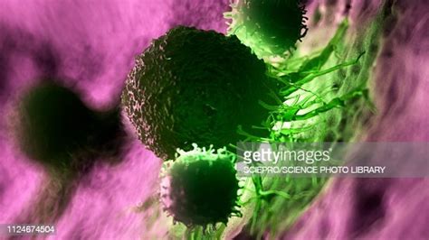 Illustration Of White Blood Cells Attacking A Cancer Cell High Res