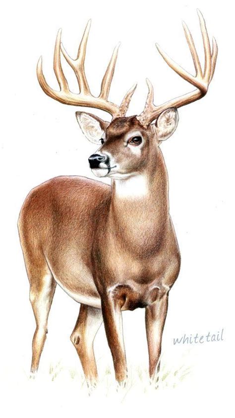 Whitetail Deer Painting Deer Artwork Animal Drawings