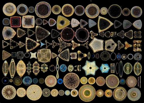 The Collecting Cleaning And Mounting Of Diatoms