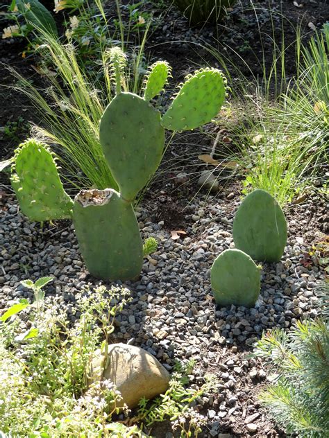 I takes 50 years to produce its first flower. danger garden: Yes, you can grow Cactus in Portland (and ...