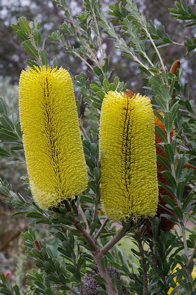 Banksia Praemorsa Australian Native Plants Society Australia