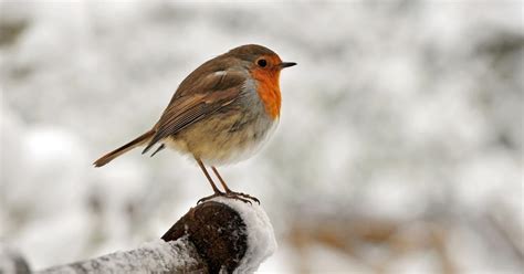Top 10 Facts About Robins Happy Beaks Blog