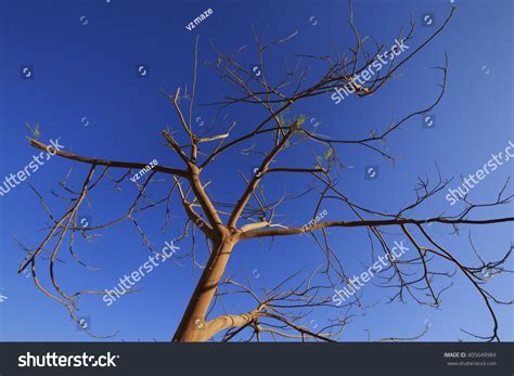 Naked Dry African Acacia Tree Against Stock Photo Shutterstock