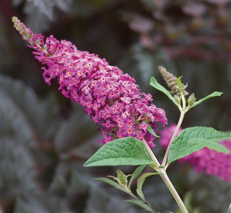 Miss Ruby Butterfly Bush Buddleia X Images Proven Winners