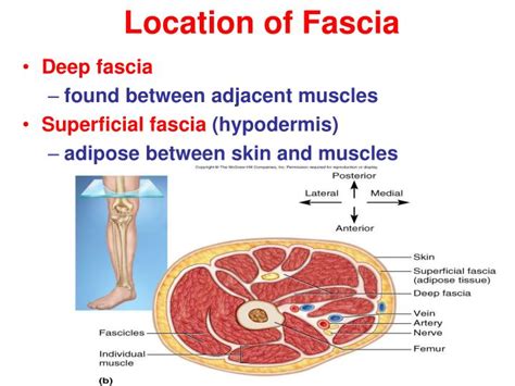 Osteopathy Sports Massage And Fascia Woburn Osteopaths