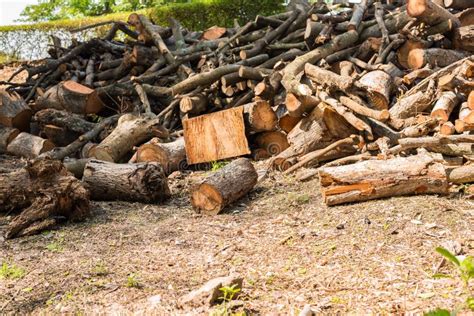 Pile Of Tree Branch Stock Image Image Of Birch Lumber 52828375