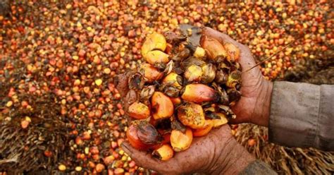 As Worlds Largest Importer Of Palm Oil India Has A Duty To Push For