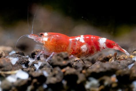 Pregnant Crystal Red Dwarf Shrimp Look For Food In Aquatic Soil And