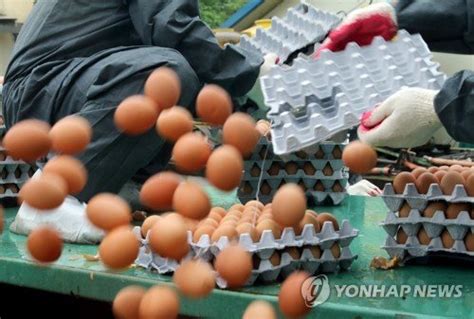 전수조사선 기준이하양산 1곳 계란 살충제 성분 24배 초과 네이트 뉴스
