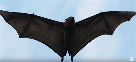 100000 Giant Bats Have Invaded A Town In Australia And Caused A State