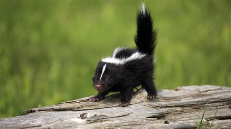 7 Tips To Get Rid Of Skunks From Under Your Deck Eathappyproject