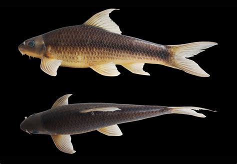 Species New To Science Ichthyology • 2018 Lanlabeo Duanensis • A New