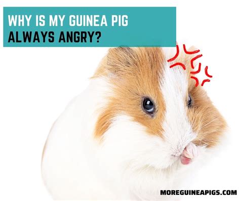 Why Is My Guinea Pig Always Angry More Guinea Pigs