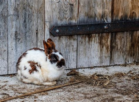 6 Of The Best Hobby Farm Animals For Beginners