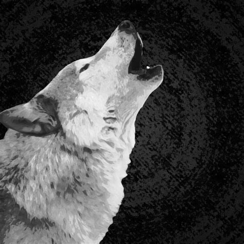 10 Latest Black And White Wolf Wallpaper Full Hd 1080p For Pc Desktop 2021