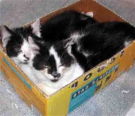 Skin and hair coat changes often develop in hyperthyroid cats. Cats With Black Hair and Skin Problems