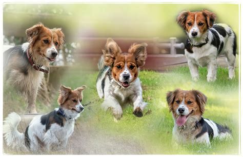 Lilly Collage Foto And Bild Tiere Haustiere Hunde Bilder Auf