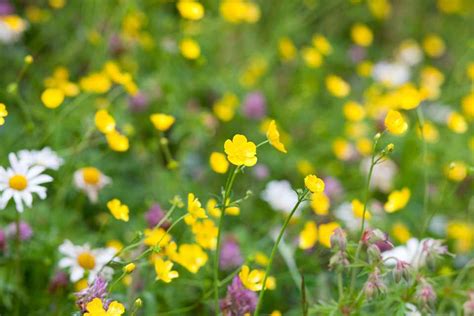 Three Ways To Create A Mini Wildflower Meadow Garden Bbc Gardeners