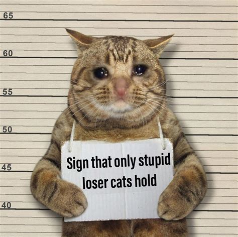 Stupid Cat Rsadcats