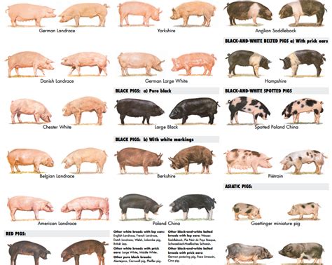 Pig Breeds Pig Farming Pigs Farming Livestock