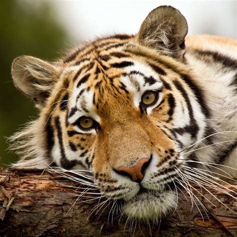 Amur Tiger Discover Animals