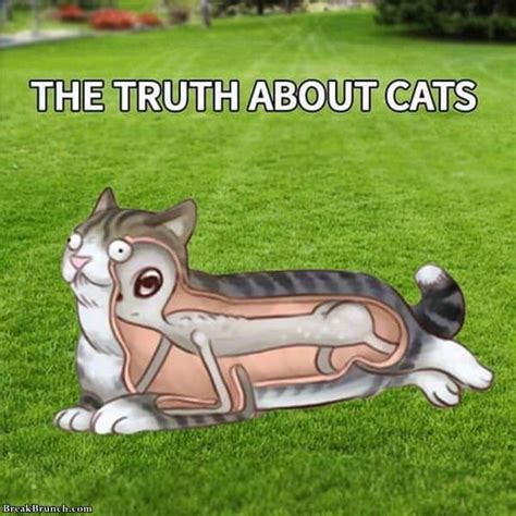 16 Funny Cat Memes Breakbrunch
