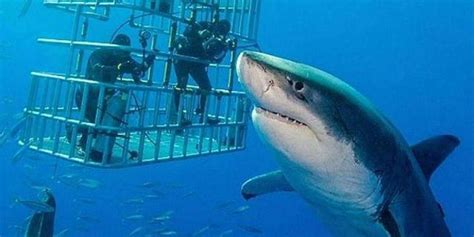 Meet Deep Blue The Largest Great White Shark Ever Caught On Camera