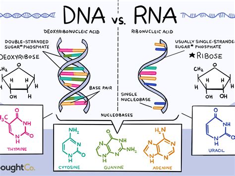 Dna Vs Rna Differences And Similarities Dna Molecular Vrogue Co