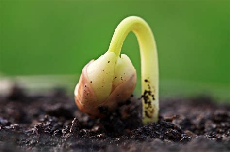 Seed Scarification Techniques - How To Nick Flower Seeds Before Planting