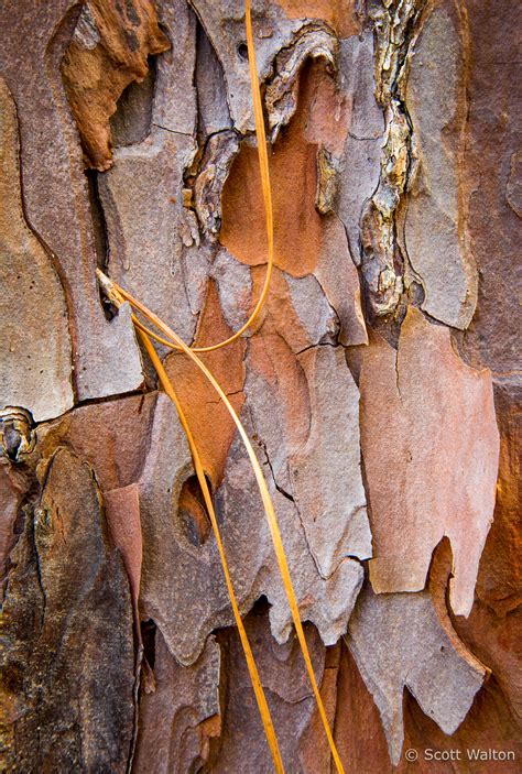 Longleaf Pine Bark Detail Scott Walton Photographs