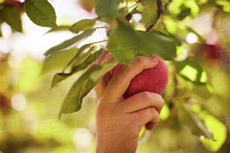 Girl Picking Apples From Tree Stock Photo Dissolve