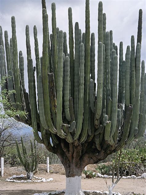 Lg Arizona Organ Pipe Cactus Lemaireocereus Thurberi Urban Tropicals