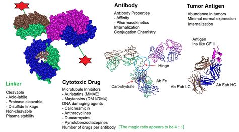 Antibody Drug Conjugate Structure