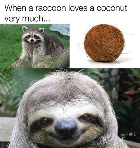 Meme animation — кажется 01:05. 19 Funny Coconut Meme That Make You Laugh All Day | MemesBoy