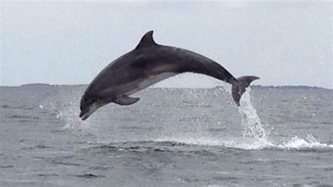 Exceptionel Video Delfiner Spottet Ved Fyn Tv 2