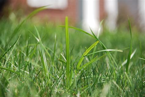 Grass Growing In Clumps Or Patches 8 Common Culprits In Pennsylvania