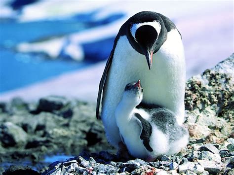 Cute Baby Penguin Wallpapers Top Free Cute Baby Penguin Backgrounds