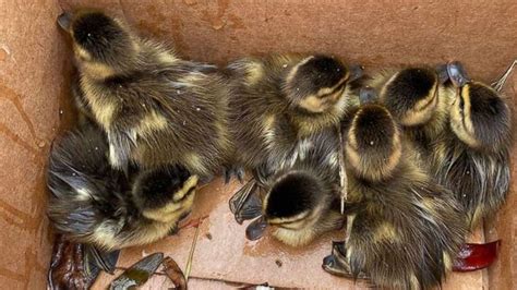 Officer Rescues 8 Ducklings From Storm Drain As Worried Mother Looks On