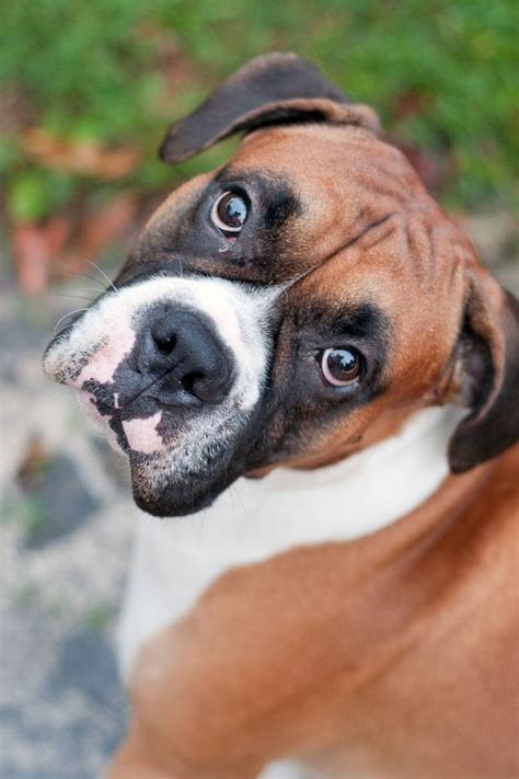 Male Boxer Dog Names As Unique As Your Pal