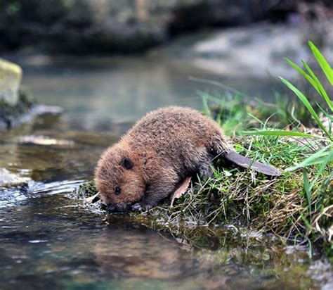30 Lovable Baby Beavers To Celebrate International Beaver Day