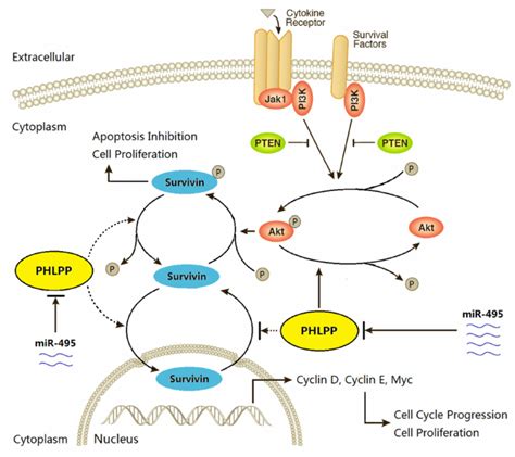 the schematic diagram of mir 495 phlpp akt survivin regulatory pathway