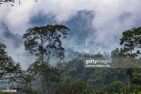 Choco Rainforest Photos And Premium High Res Pictures Getty Images