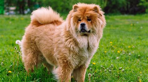 Chow Chow Puppies For Sale Greenfield Puppies