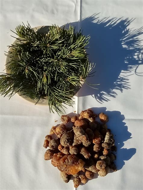 Piñon Pine Tree Sapresinpitch From Sw New Mexico 4oz To Etsy