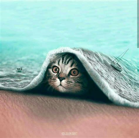 4k Cat Pic Animal Photo Manipulation Photoshopped Animals Photoshop