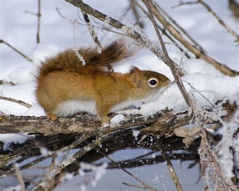 Squirrel Playing In The Snow Stock Photo Image Of Dupage Lombard