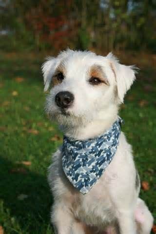 wired haired white parson russell terrier jack russell puppies parson russell terrier