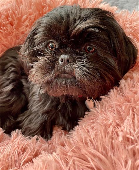 Shih Tzu Dog Breed Facts And Information